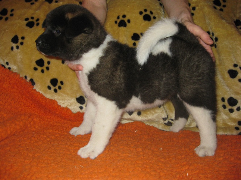 Puppies